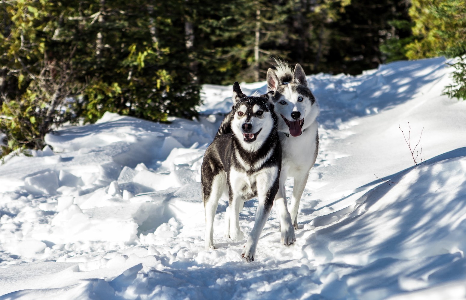 Trineo de huskies canadá